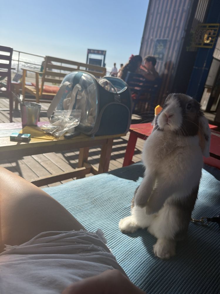Casal de coelhos