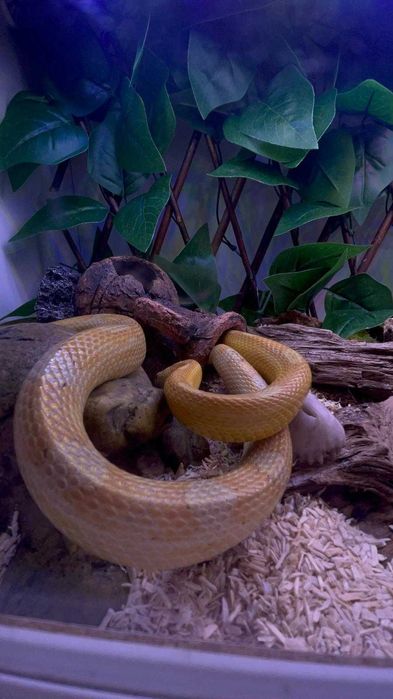 Wąż zbożowy wraz z terrarium i wyposażeniem