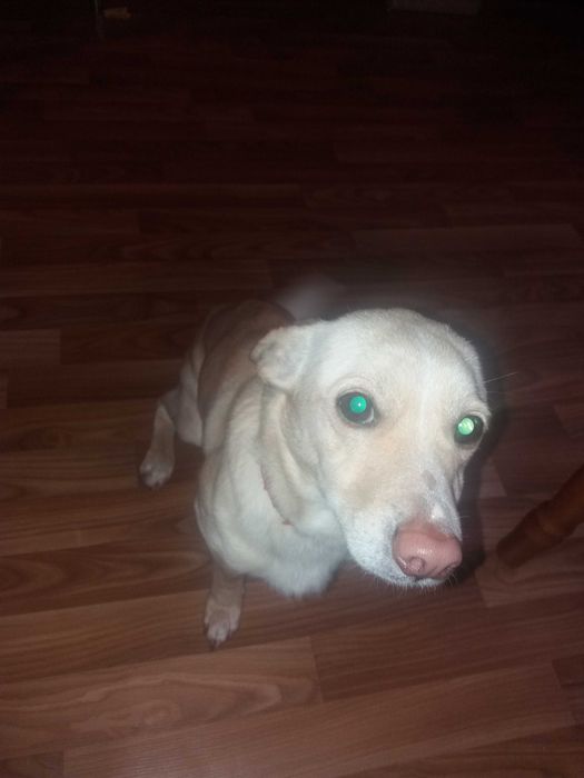 собака Рекс отдам в хорошие руки