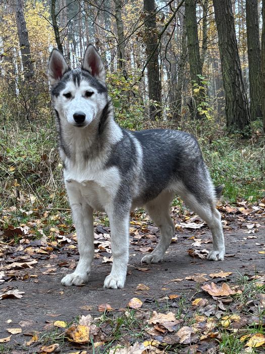 Husky – urocze szczenię z rodowodem, gotowe do odbioru