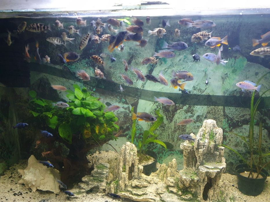 Pyszczaki Bydgoszcz-zerknij-