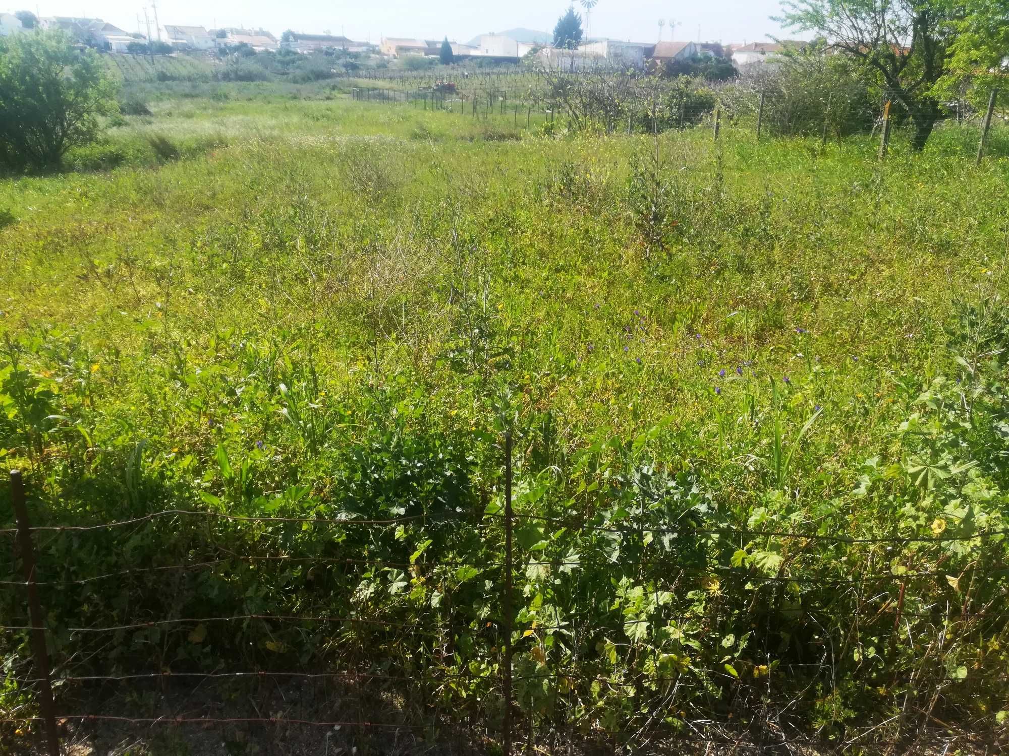 Terreno Urbano | Aveiras de Cima