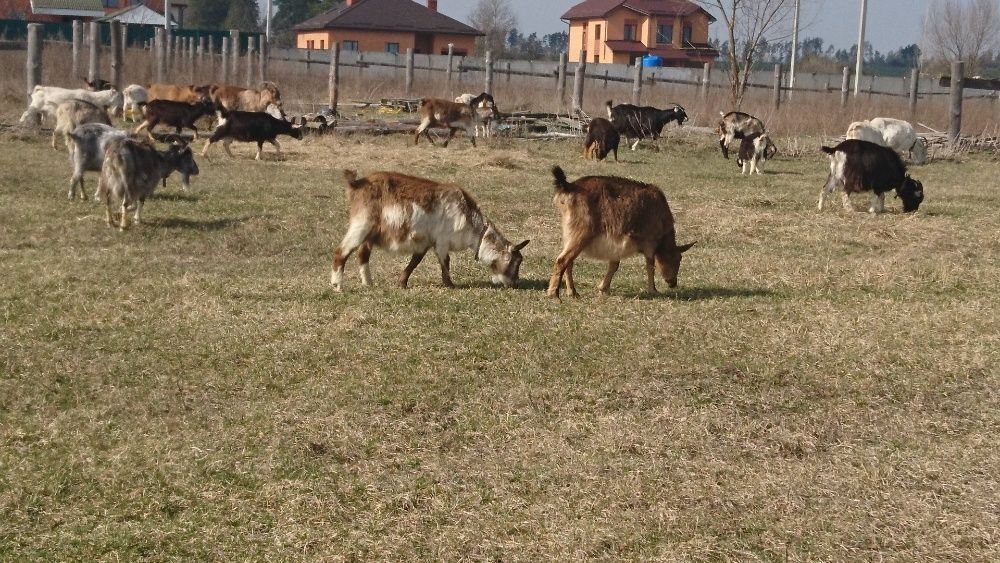 Продається стадо кіз