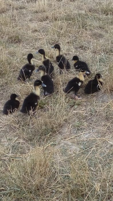 Kaczki od 2 do 6 tygodni  biegusy,mulard,maximus,dworka,pekin .