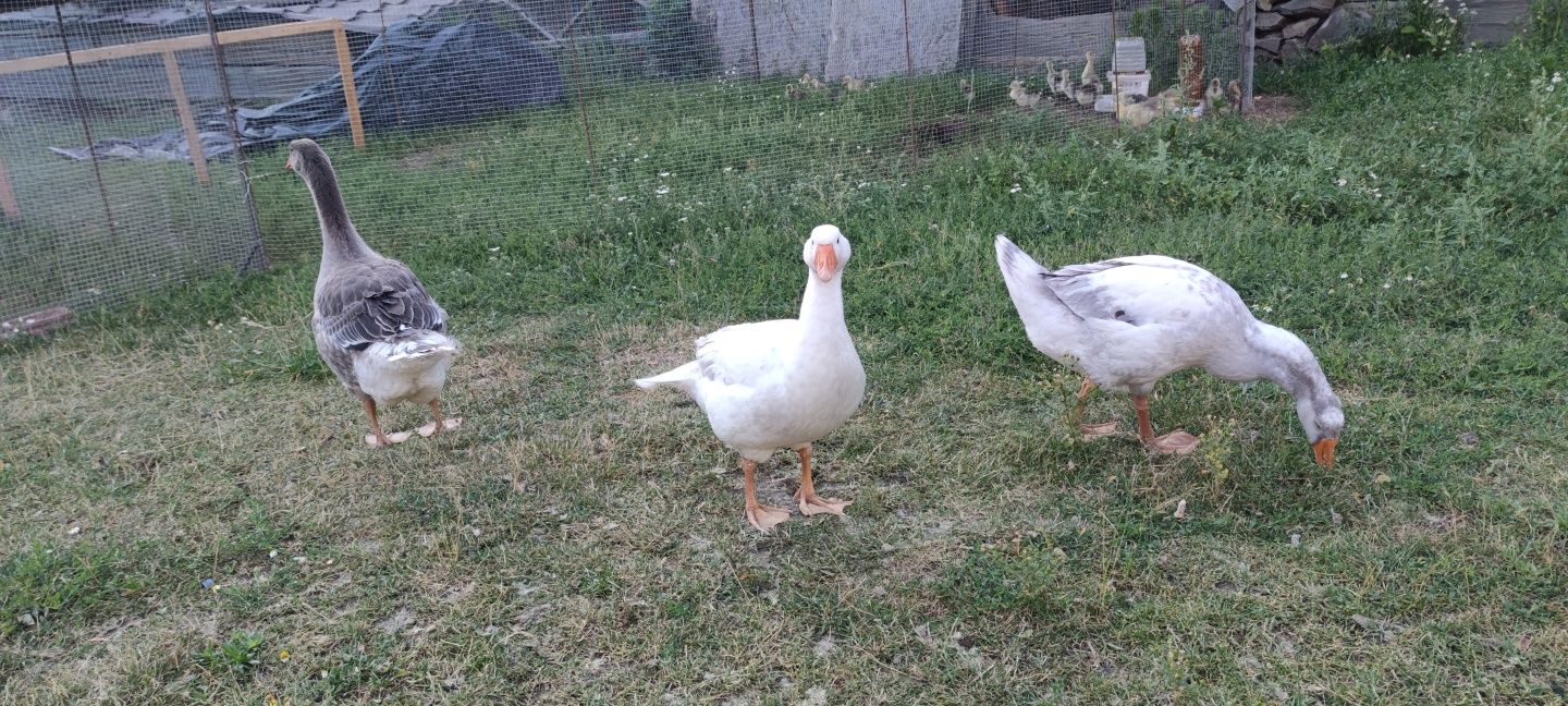 Bio Gęś Gęsi Landes Eko Duży Wybór
