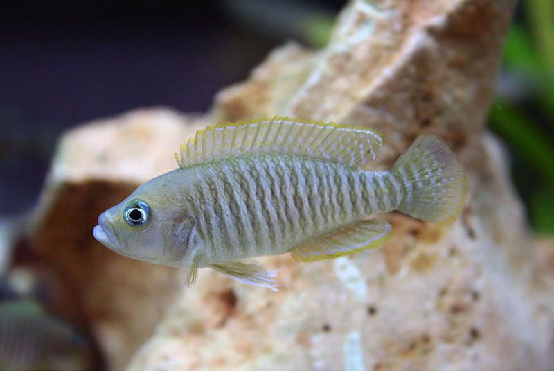 Muszlowiec wielopręgi Neolamprologus multifasciatus