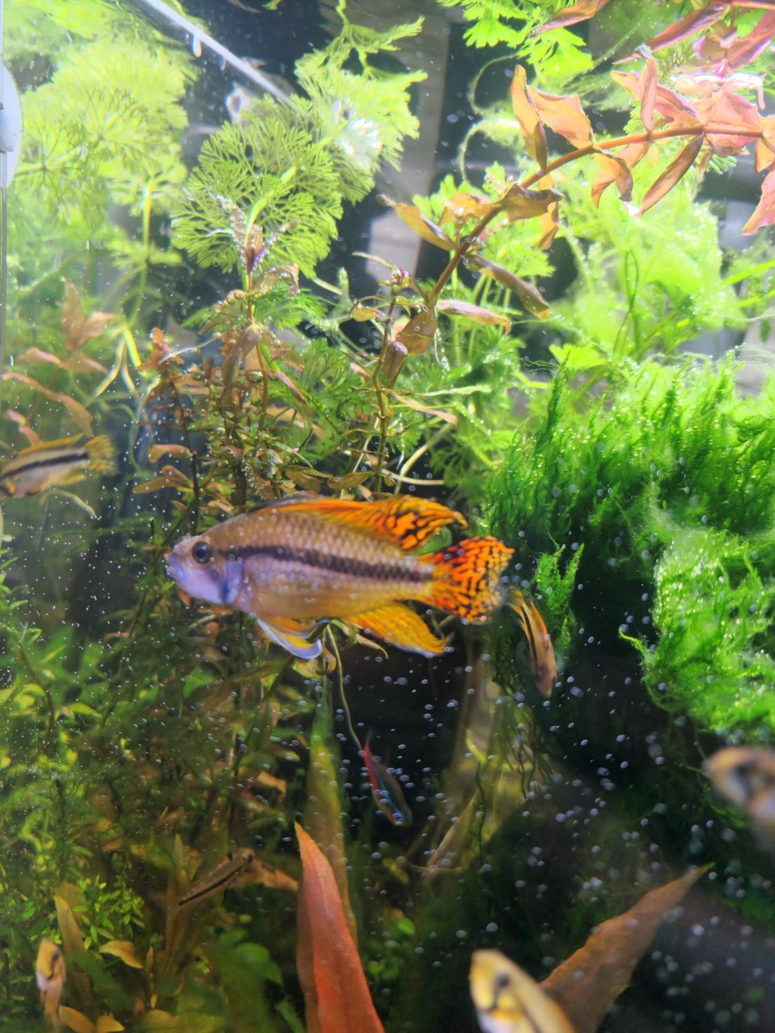 Ryba Pielegnica kakadu orange, Apistogramma cacatuoides młode 05.07