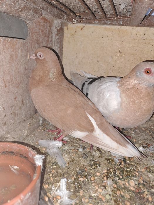 Golebie ozdobne sprzedam