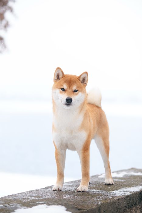 Вʼязка шиба іну. Shiba inu