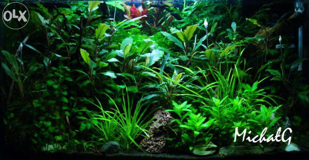 Bucephalandra ShineBlue Piękne sadzonki!