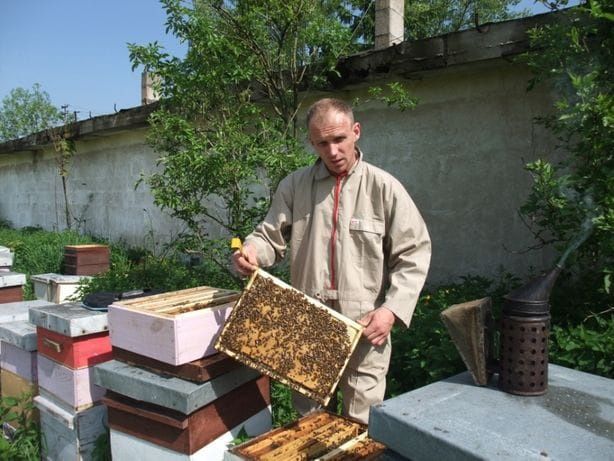 Rodziny pszczele, pszczoły do sadu. Zapylanie czereśnie, śliwy, borówk