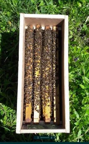 Пчелопакеты бджоли!