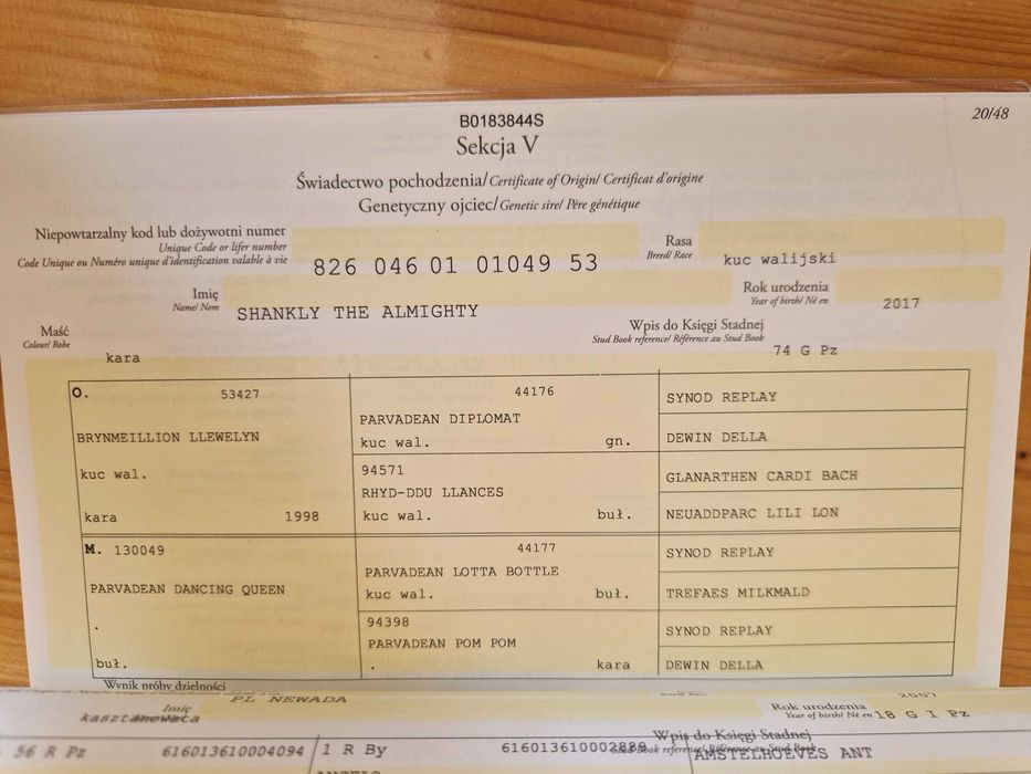 Ogier walijski PL SZEJK