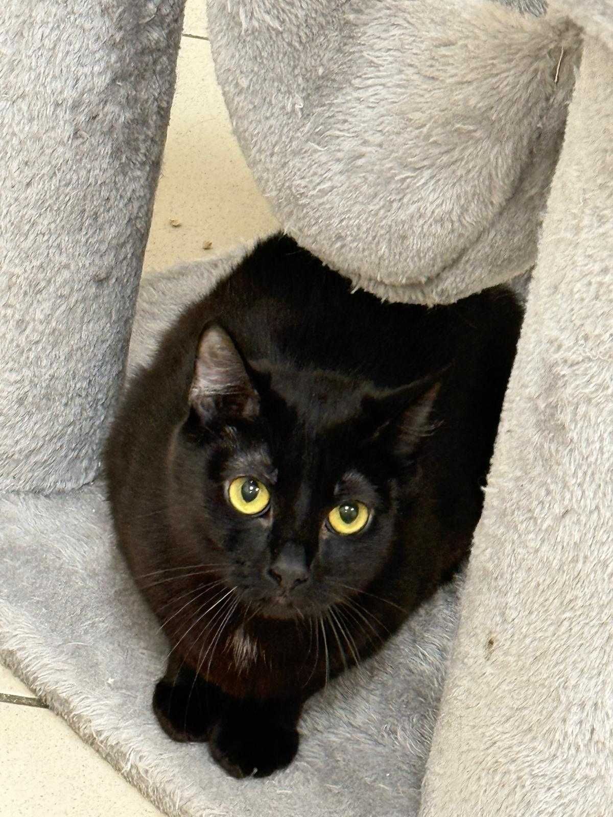 Lilith - czarna, 8-miesięczna kotka do adopcji!