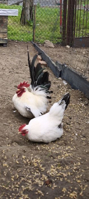 Chabo 2 kury i kogut