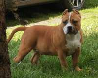 Samiec American bully pocket