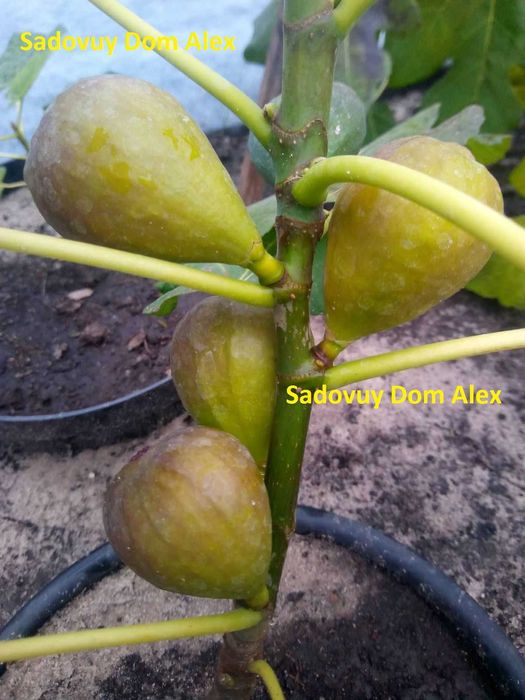 Хурма Інжир Яблуня Персик Черешня Груша Слива Абрикос Азіміна Магнолії