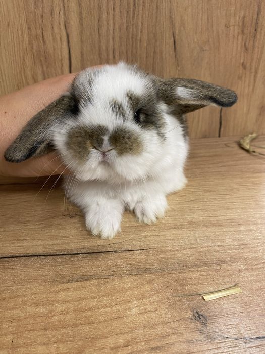 Królik baranek mini loop trikolor samiczka śliczna jak brązowa panda