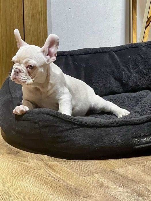 Кремовые щенки французского бульдога есть девочка и мальчик