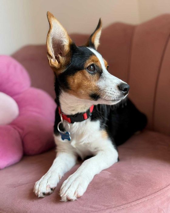 Mała Debra do adopcji!