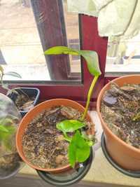 Planta "Jade" Pothos (varios rebentos)