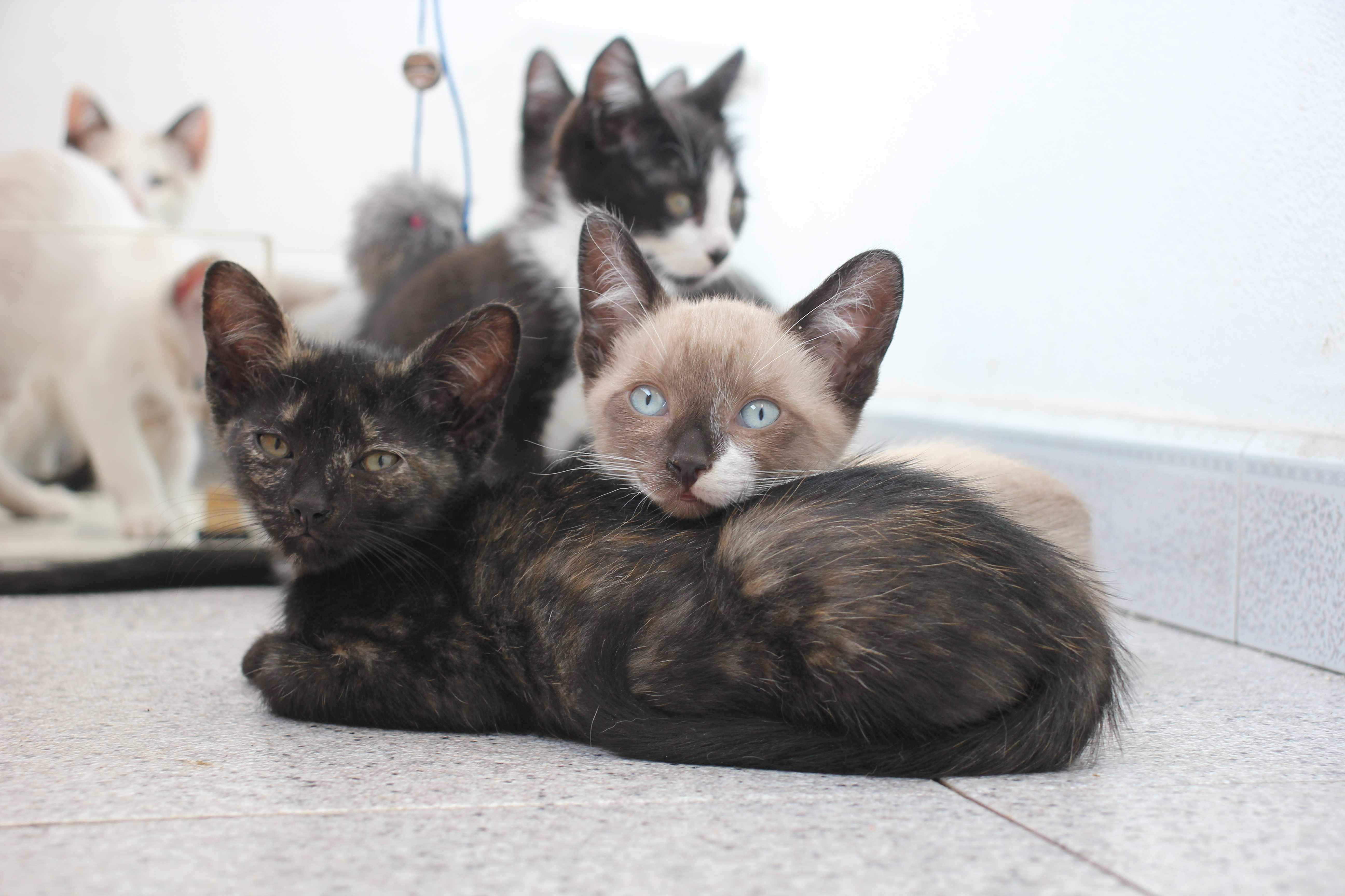 FÊMEA | Gatinha disponível para adoção muito responsável