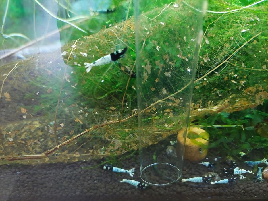 Krewetki Cardina Pinto Black