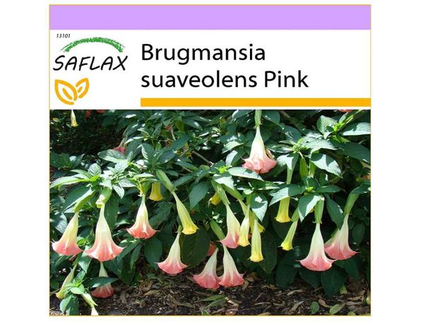 SAFLAX Trompete de anjo fúcsia sementes - Brugmansia suaveolens rosa