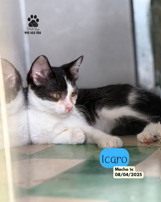 Gatinho preto e branco para adoção