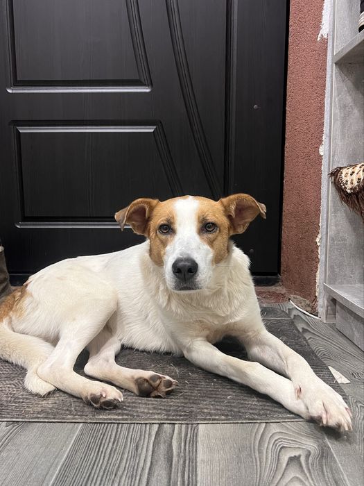 Шукаємо дім для красуні Найди