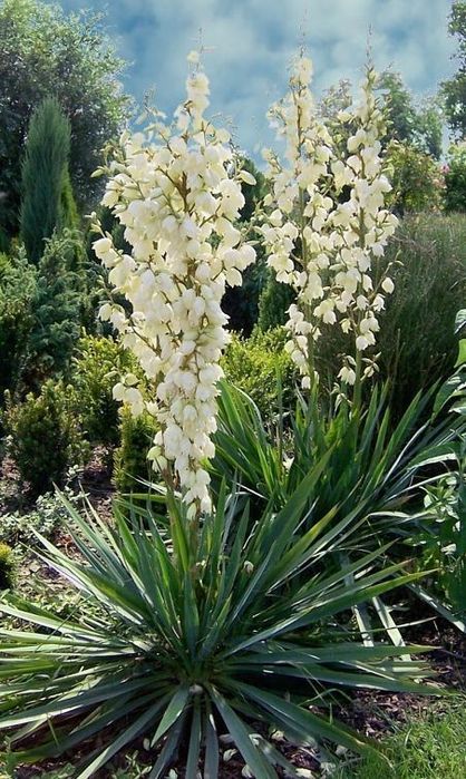 Продам юку нитковидну