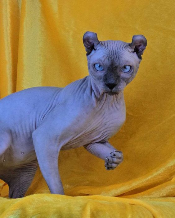 Ельф  шикарний хлопчик