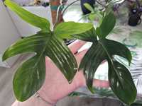 Philodendron florida ghost