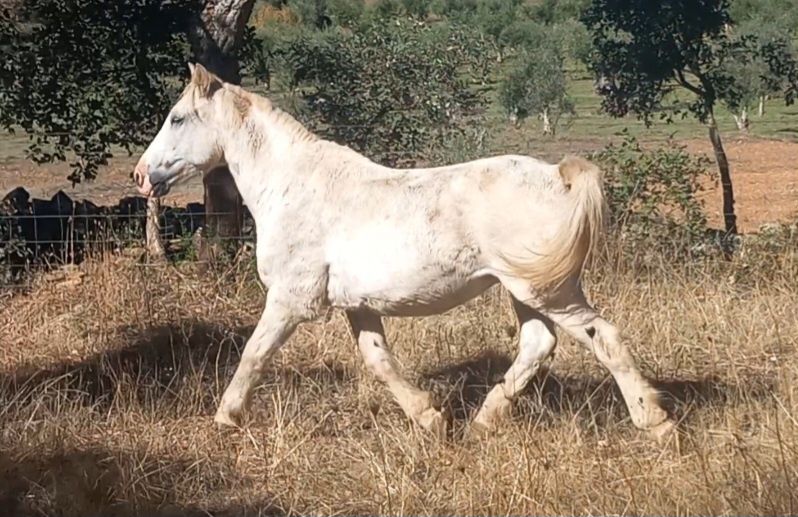 Cavalo montado e engatado.