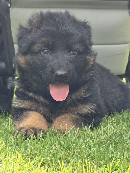 Owczarek niemiecki suczka