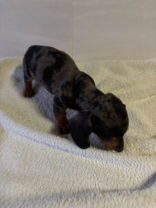 Teckel macho miniatura