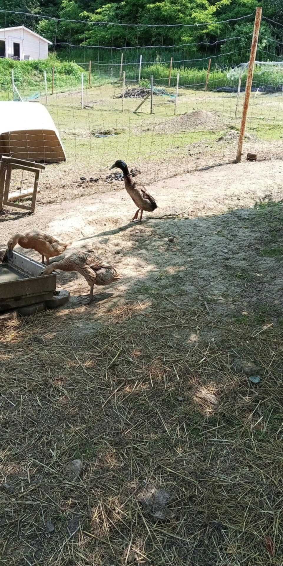 Jaja lęgowe biegusów indyjskich