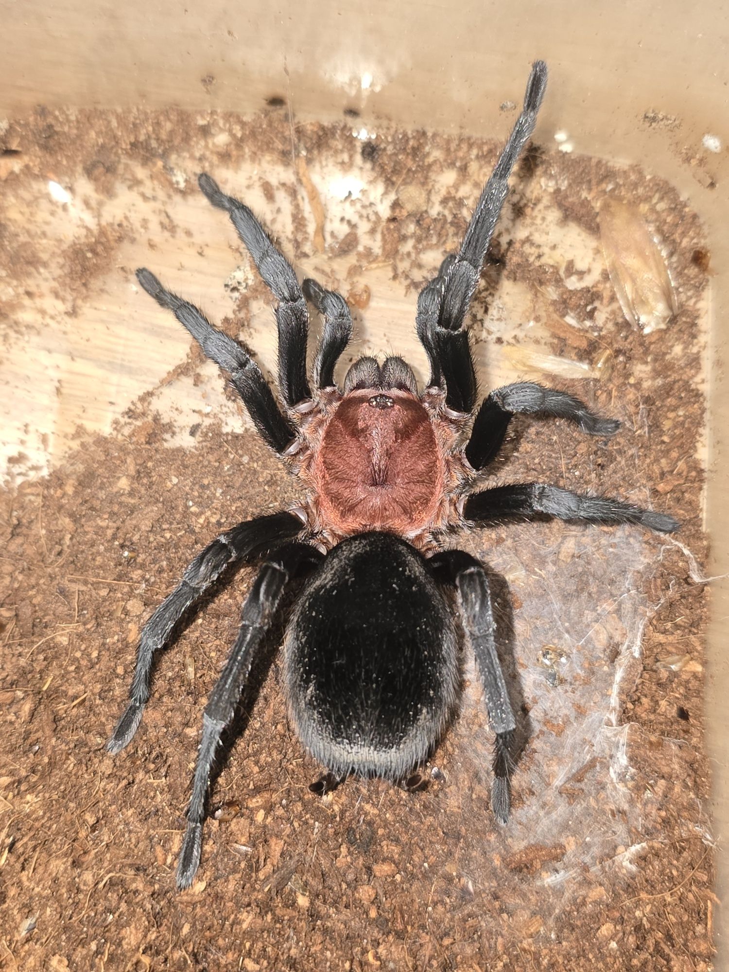 Ptasznik Bumba horrida samiczka ok 5dc