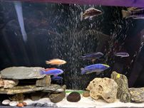 Pyszczaki dorosle labeotropheus