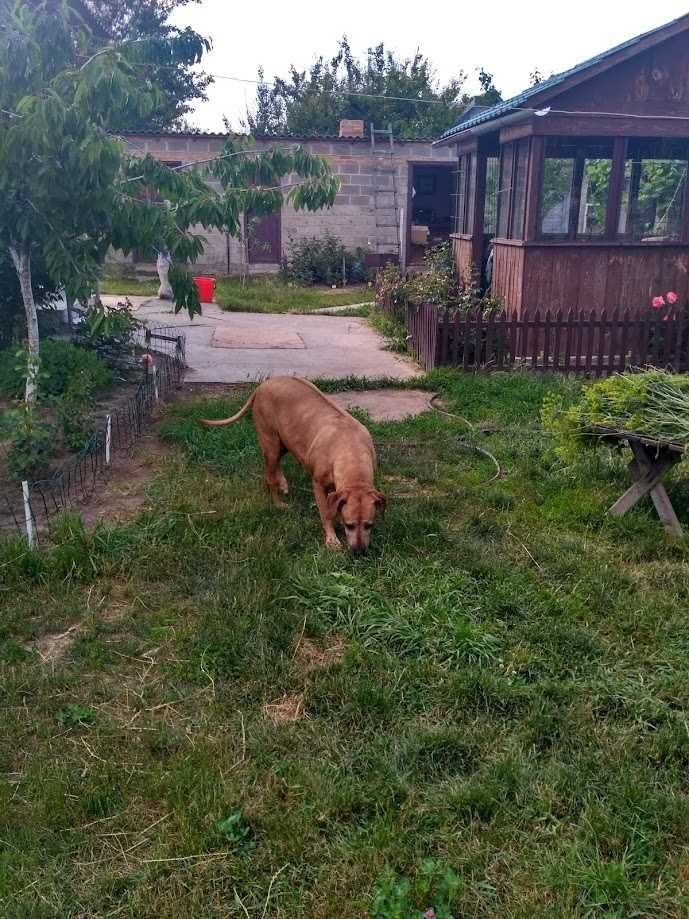 Продається чудова дача! Благодатне, (Чапаєвка) Черкаська обл. к."Труд"