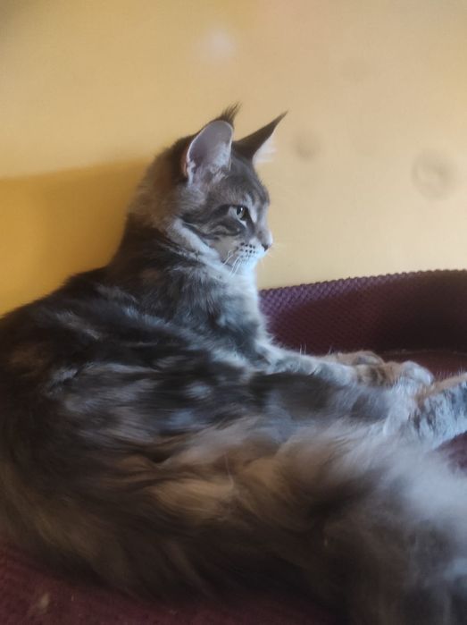 Maine Coon kocyrek