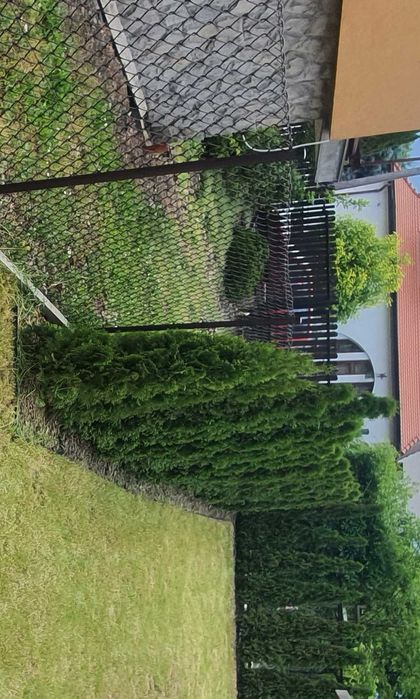 Thuja tuja brabant 180-200 cm 100 szt. Kraków żywopłot