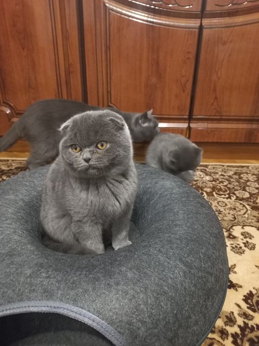 Британці,залишилася 1 прямовуха дівчинка