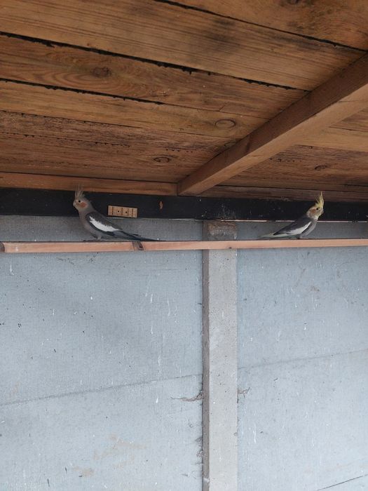 Młode nimfy I zeberki