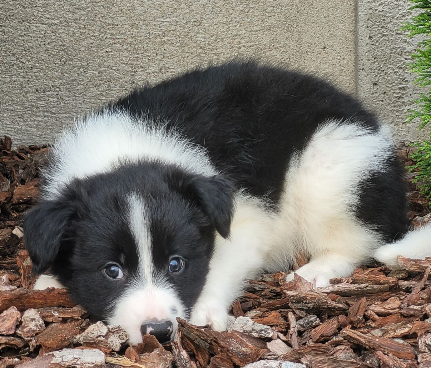 Border Collie Czarno Biały Szczeniak  1