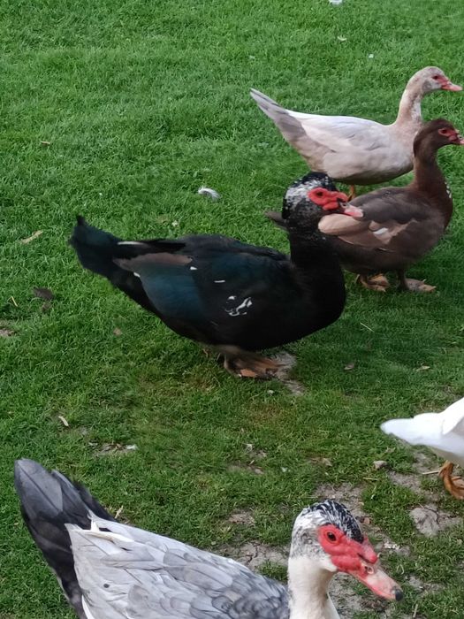 Sprzedam kaczki i kaczory