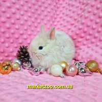 Шиншилловий мини кролик мальчик