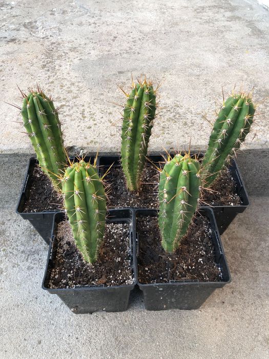 Echinopsis Peruviana / Trichocereus Peruvianus