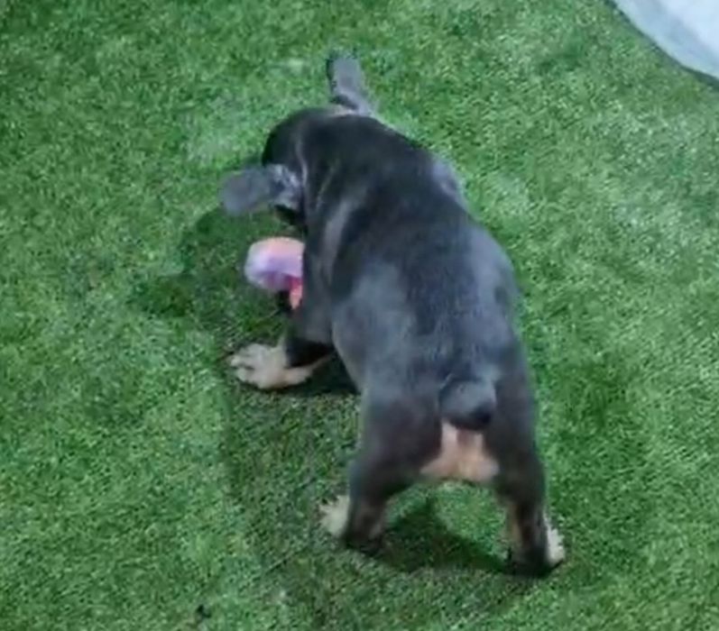 В'язка блакитно підпалий французський бульдог