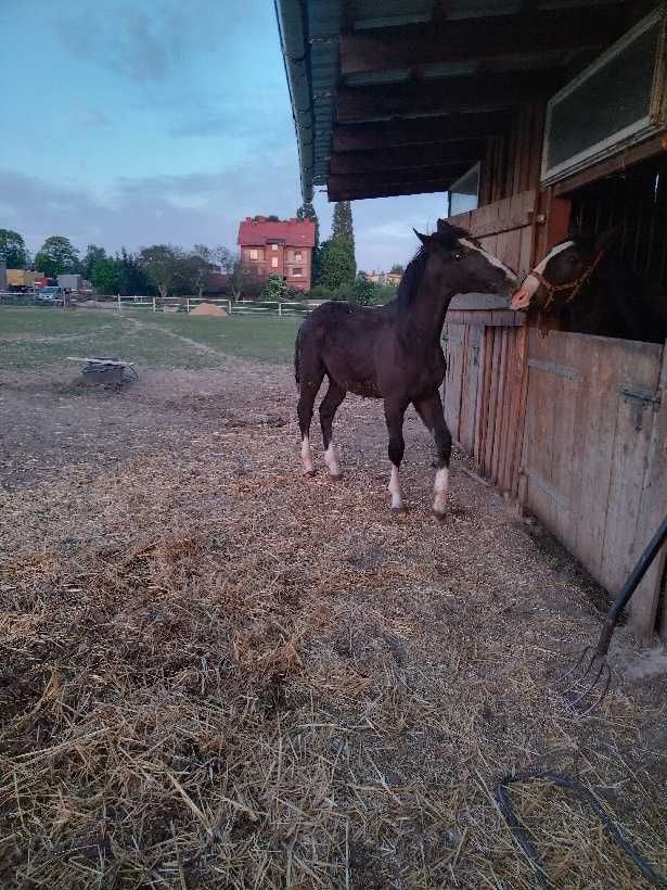 Sprzedam ogierka Śląskiego